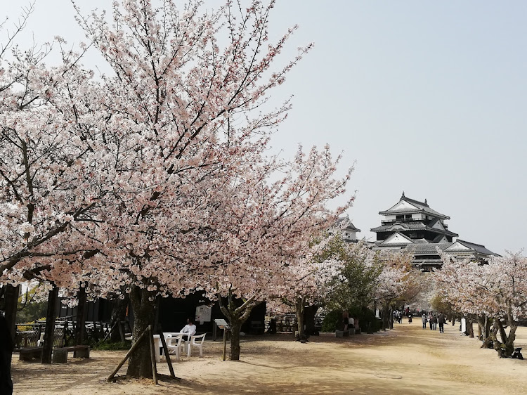 プリウスの桜とコラボ・桜と愛車・松山城・二之丸庭園・石手川公園に関するカスタム事例の投稿画像1枚目