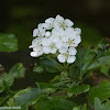 White flower tree