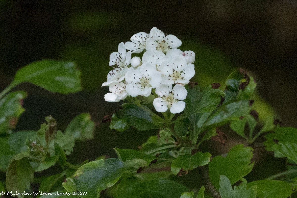 White flower tree