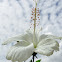 bunga raya putih, Chinese hibiscus