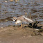 Ringed Plover