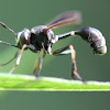 wasp mimic fly