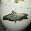 Box tree moth