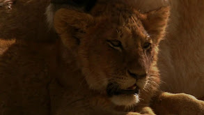 Lions thumbnail