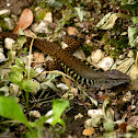 Rainbow Ameiva