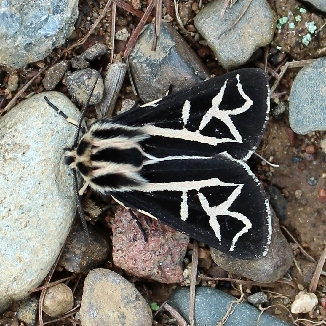 Williams' Tiger Moth