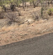 The giraffe died after being hit by a minibus.