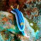 Elisabeth's Chromodoris