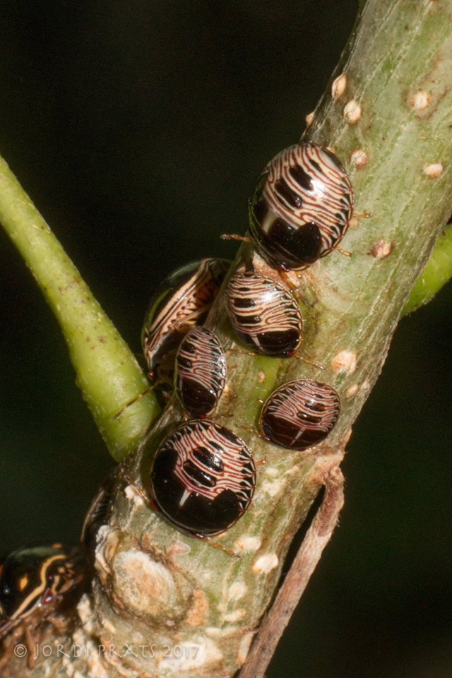 black bean bug nymph