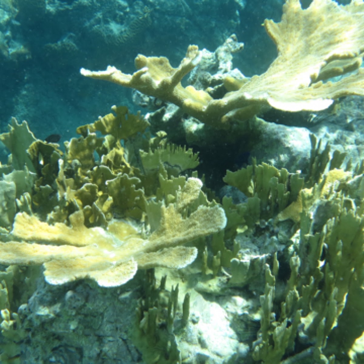 Elkhorn Coral