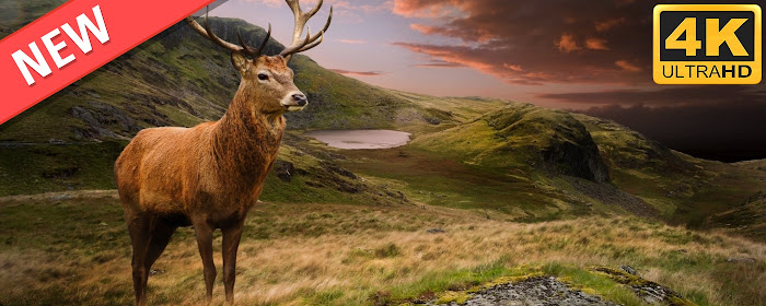 Deer HD Wallpapers Wild Animals New Tab Theme marquee promo image