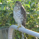 Sharp-Shinned Hawk