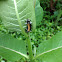 Milkweed tussock moth caterpillar