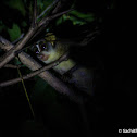 Grey Slender Loris