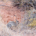 Desert Cottontail