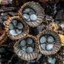 Bird's Nest Fungus