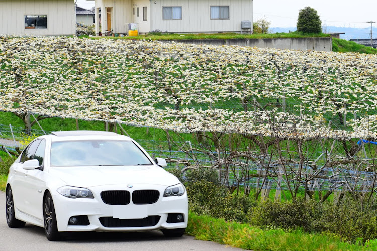 5シリーズ セダンのbmw・富山・呉羽・梨の花・一眼レフ初心者に関するカスタム事例の投稿画像2枚目