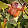 Silver leaf monkey