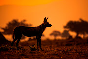 African wild dogs are the stars of one of the episodes of BCC's epic new wildlife series, 'Dynasties'.