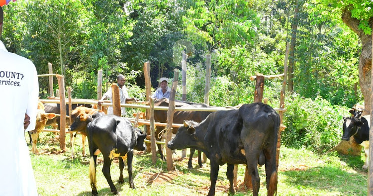 Veterinary officers prepare to carry out a vaccination exercise at Canaan Market in Nyamira County