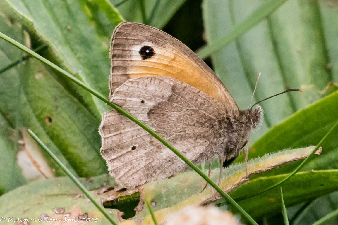 Meadow Brown