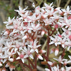 White Stonecrop