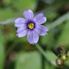 Californian blue-eyed grass