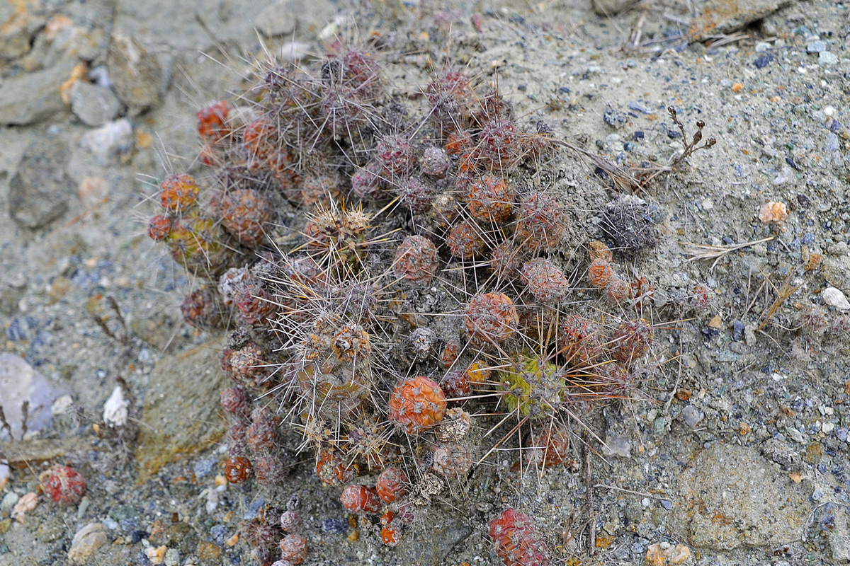 Unknown Cactus