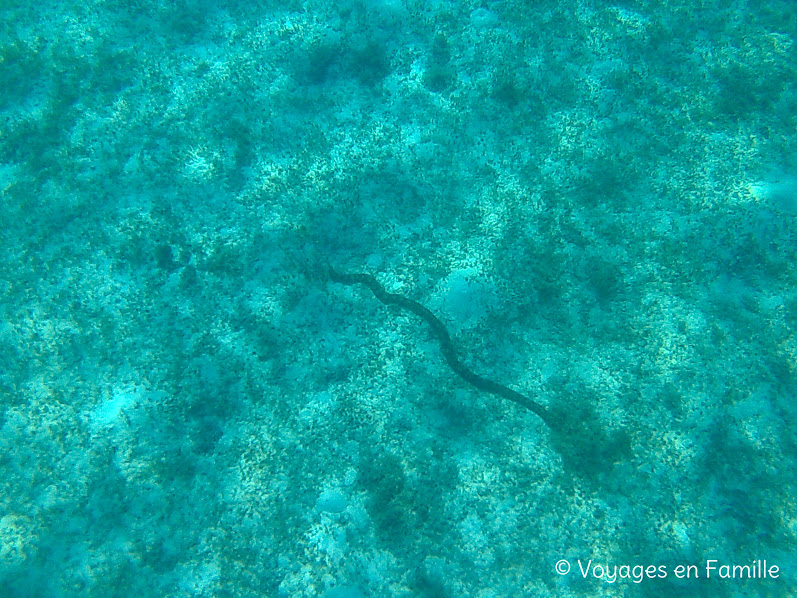 Cruise, day 2 - Calibang reef