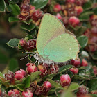 Green Hairstreak