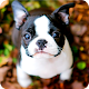 Boston Terrier Wallpaper Download on Windows