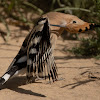 Eurasian hoopoe