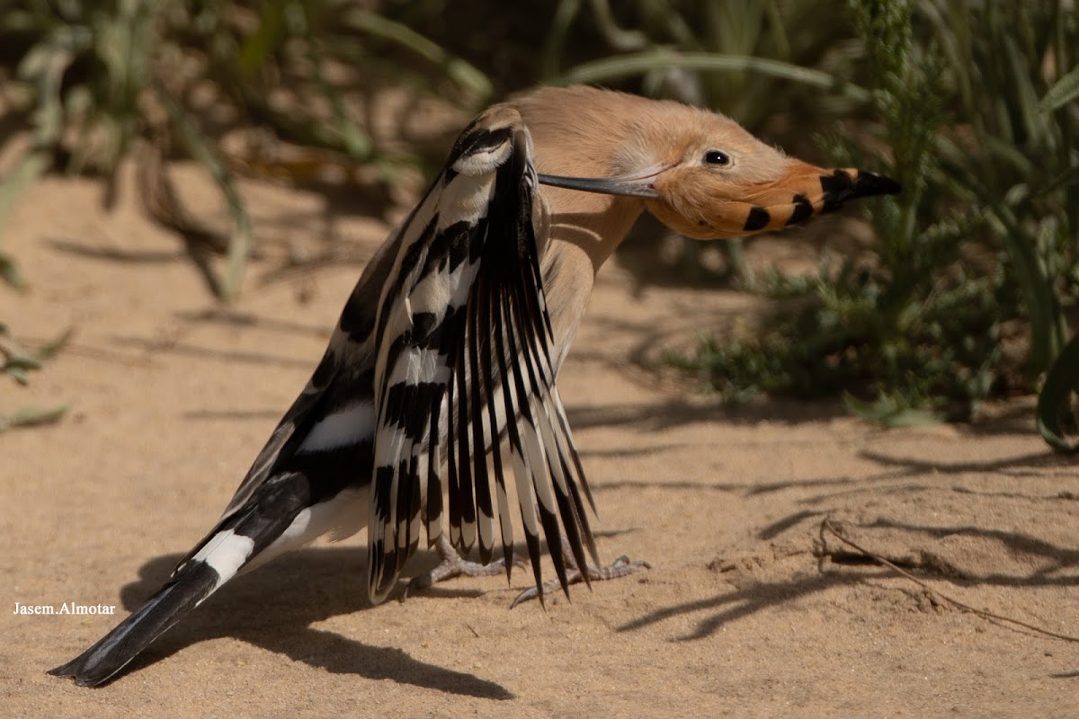 Eurasian hoopoe