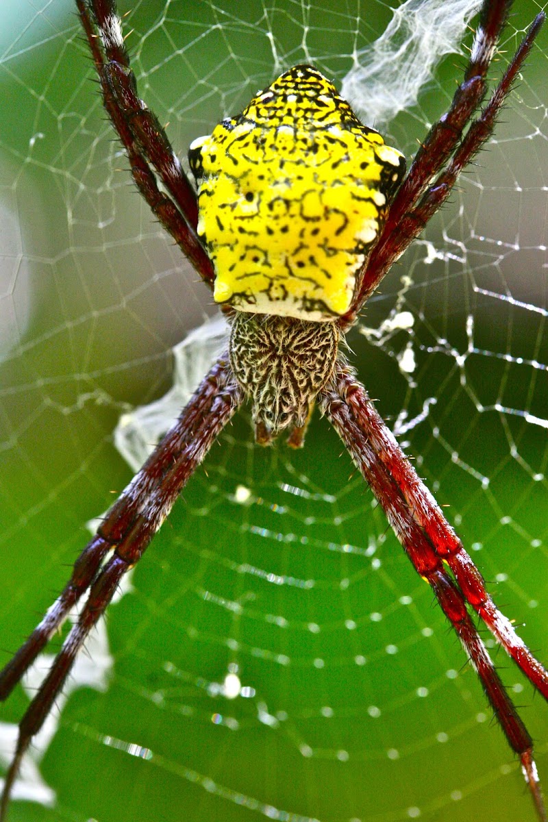 St. Andrew's Cross spider