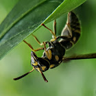 Asian Paper Wasp