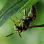 Asian Paper Wasp