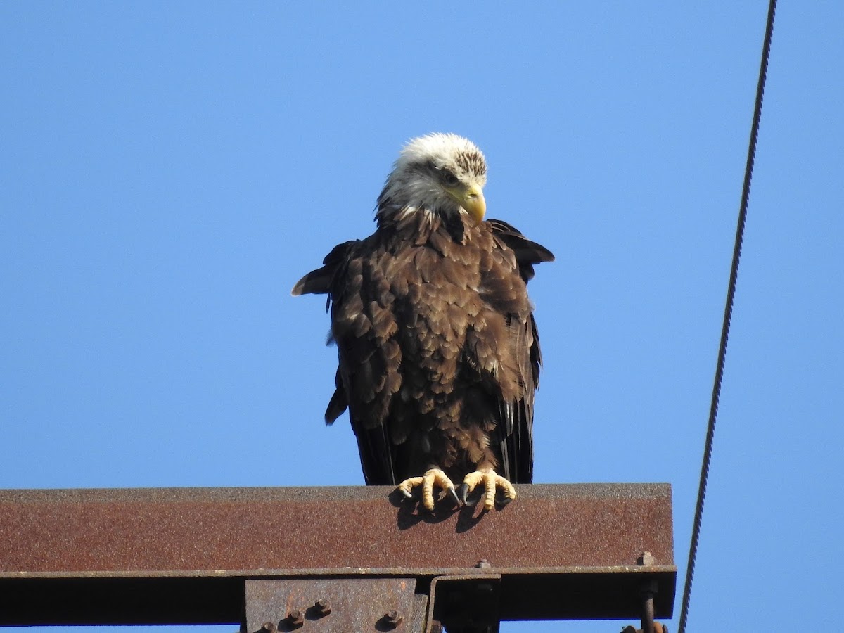 Bald Eagle