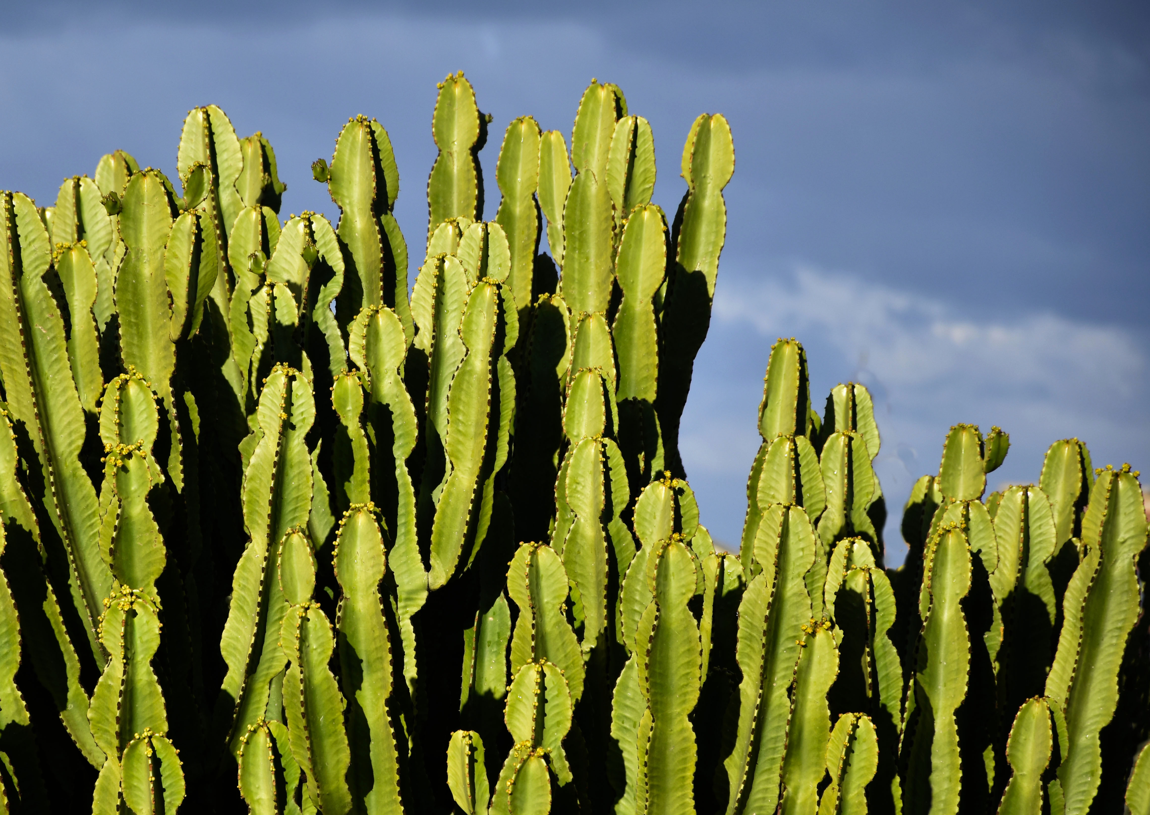 Cereus Tetragonus e cielo di Iky