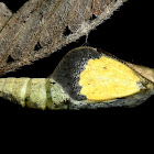 Eurema pupa