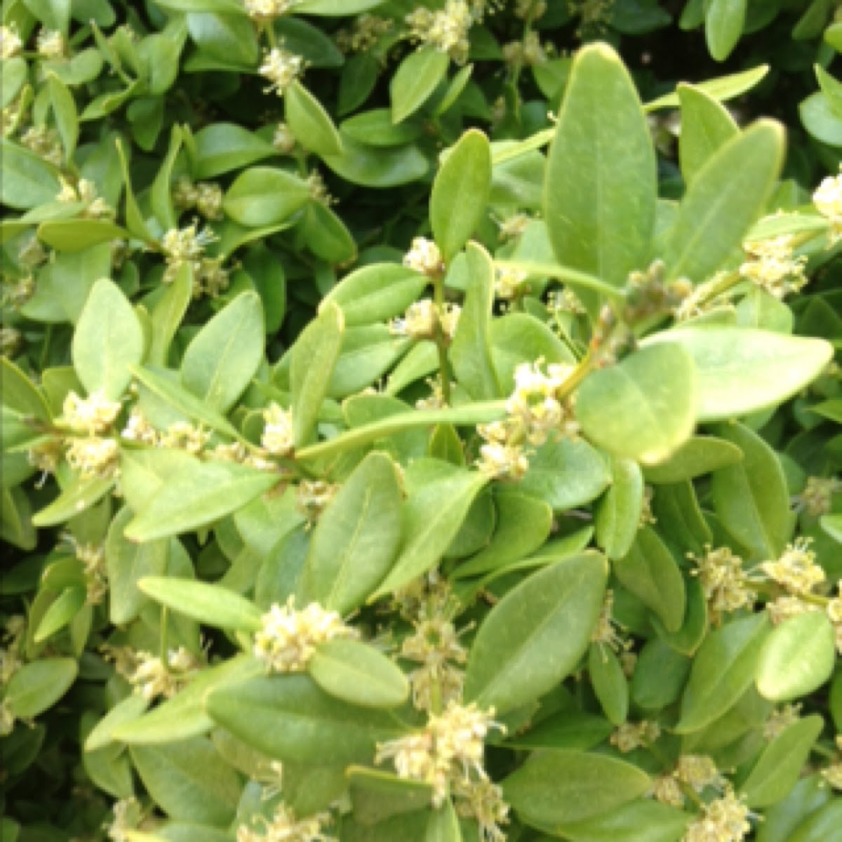 Green velvet boxwood