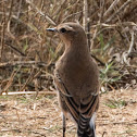 Wheatear