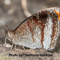 Manipur Lepidoptera