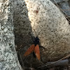 Tarantula wasp (?)