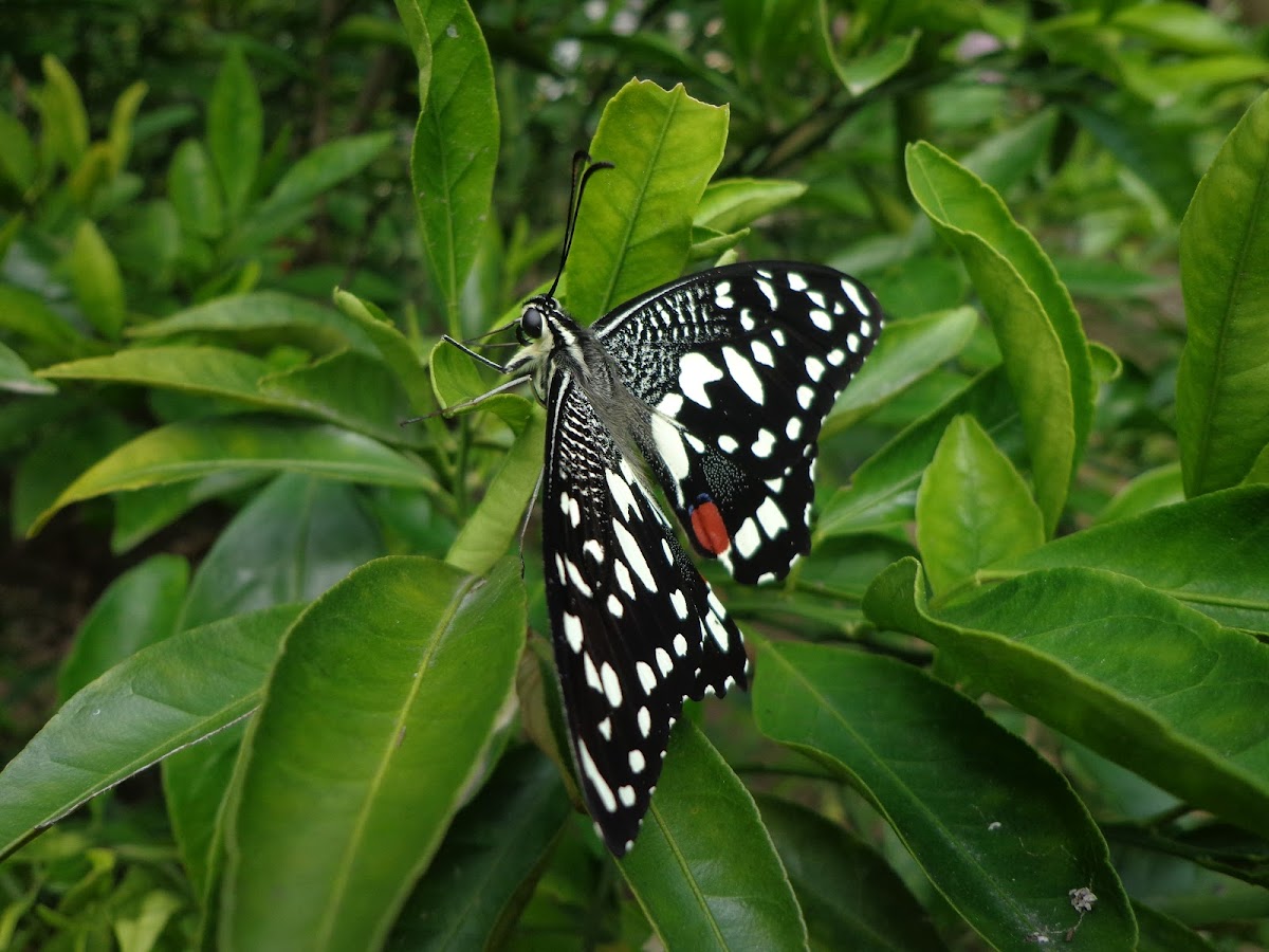 Lime Butterfly