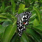 Lime Butterfly