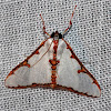 Snout Moth