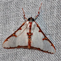 Snout Moth