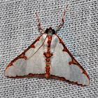 Snout Moth