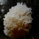 Snow Fungus