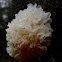 Snow Fungus